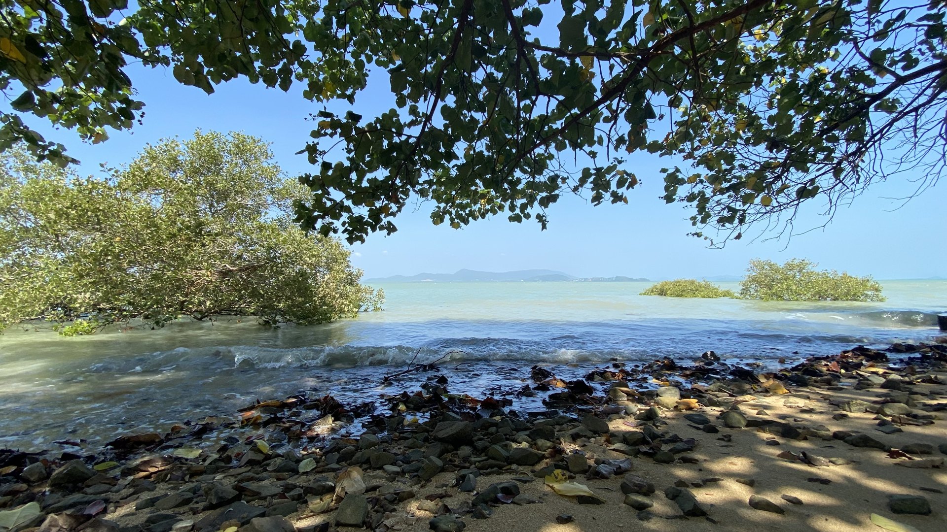Shaded rocky shoreline beneath leafy branches, with waves washing around coastal trees
